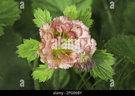 Wasseraven (Geum rivale) Nahaufnahme eines ungewöhnlich geformten Blumenkopfes, Swaledale, Yorkshire, England, Quelle Stockfoto