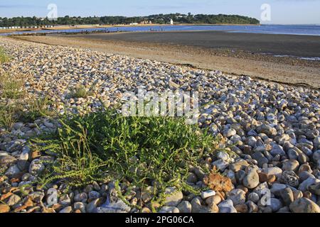 Rüben (Beta vulgaris subsp. maritima), das in einem Kiesstrand-Habitat angebaut wird, Bembridge, Isle of Wight, England, Vereinigtes Königreich Stockfoto