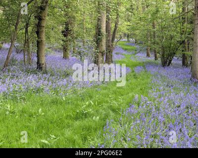 Bluebell (Endymion non-scriptus) blühend, Massenwachstum in Laubwäldern Habitat, Warwickshire, England, Vereinigtes Königreich Stockfoto