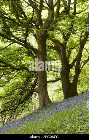 Endymion hyacinth (Hyacinthus) non-scriptus, Scilla non-scripta nonscripta, Atlantic bluebell (Hyacinthoides), English Bluebell, Lily family Stockfoto