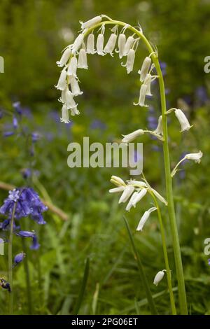 Endymion hyacinth (Hyacinthus) non-scriptus, Scilla non-scripta nonscripta, Atlantic bluebell (Hyacinthoides), English Bluebell, Lily family Stockfoto