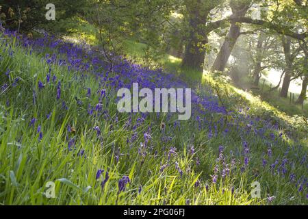 Endymion hyacinth (Hyacinthus) non-scriptus, Scilla non-scripta nonscripta, Atlantic bluebell (Hyacinthoides), English Bluebell, Lily family Stockfoto