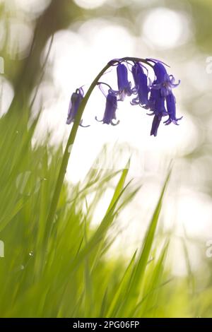 Endymion hyacinth (Hyacinthus) non-scriptus, Scilla non-scripta nonscripta, Atlantic bluebell (Hyacinthoides), English Bluebell, Lily family Stockfoto