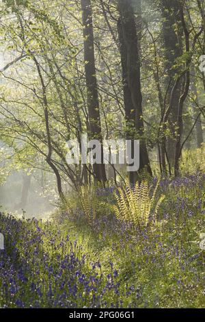 Endymion hyacinth (Hyacinthus) non-scriptus, Scilla non-scripta nonscripta, Atlantic bluebell (Hyacinthoides), English Bluebell, Lily family Stockfoto