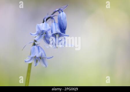 Hybrid Bluebell (Endymion non-scriptus x hispanica) Common x spanische Hybrid, Nahaufnahme der Blumen, Warton Crag, Lancashire, England, Vereinigtes Königreich Stockfoto