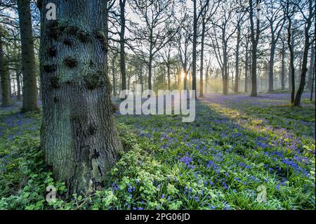 Endymion hyacinth (Hyacinthus) non-scriptus, Scilla non-scripta nonscripta, Atlantic bluebell (Hyacinthoides), English Bluebell, Lily family Stockfoto