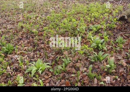 Ramsons (Allium ursinum) und Hundequecksilber (Mercurialis perennis), die unter Laubstreu auf dem Boden von Coppice Woodland, Wetherby, West Yorkshire, wachsen Stockfoto