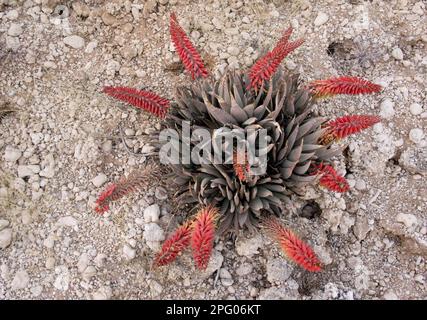 Kraal Aloe (Aloe claviflora) Blüte, Kalahari Wüste, Südafrika Stockfoto