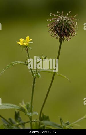 Geum vulgaris, Geum caryophyllata, Caryophyllata urbana, Holzoven, Rosenfamilie, Herb Bennet (Geum Urbanum) in Blume und Frucht, England, United Stockfoto