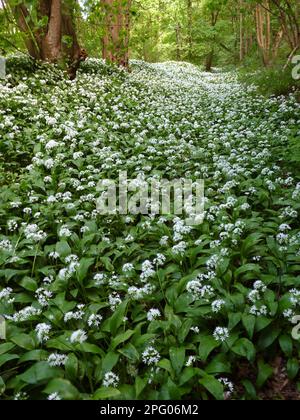 Ramsons (Allium ursinum) Flowering, Mass on Woodland Edge Habitat, Derbyshire, England, Vereinigtes Königreich Stockfoto