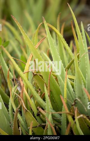 Medizinische Aloe Veras (Aloe Vera), Nahaufnahme der Blätter, Bonaire, kleine Antillen Stockfoto