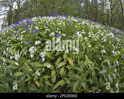 Ramsons (Allium ursinum) und Bluebell (Endymion non-scriptus) blühende Masse, wächst in Laubwäldern, im Herzen von England Forest (Wald von Stockfoto