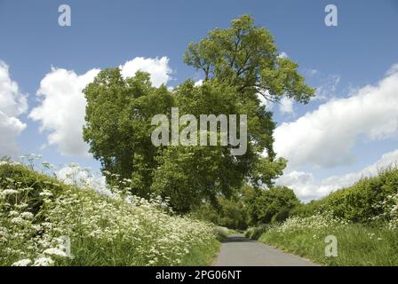 Angewohnheit der schwarzen Populus nigra, die in Hecke neben der Gasse wächst, mit RinderPetersilie (Anthriscus sylvestris), die am Rande in der Nähe von Wilstone blüht Stockfoto