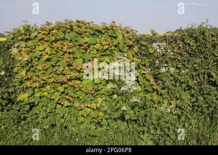 Sycamore (Acer pseudoplatanus), der am Straßenrand in Hecke wächst, mit KuhPetersilie (Anthriscus sylvestris) blüht, Thorner, West Yorkshire, England Stockfoto