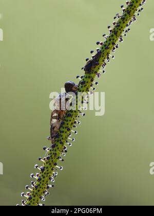 Portugiesischer Sonnentau (Drosophyllum lusitanicum), fleischfressende Pflanzen, Familie Sundew, portugiesischer Sonnentau Nahaufnahme des Blatts mit eingeklemmtem Insekt, Drüse Stockfoto