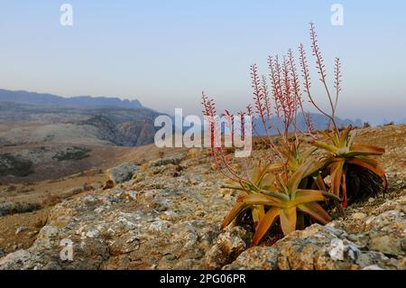 Perrys Aloe (Aloe perryi) blüht, wächst in Wüstengebirgshabitat, Socotra, Jemen Stockfoto