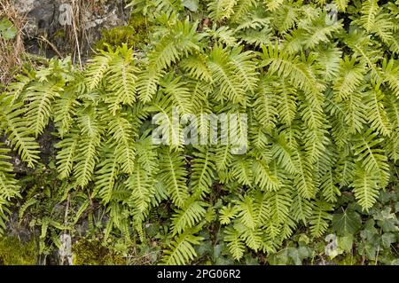 Südliche Polypody-Fronds (Polypodium australe), die am Ufer wachsen, Picos de Europa, Kantabrische Berge, Spanien Stockfoto