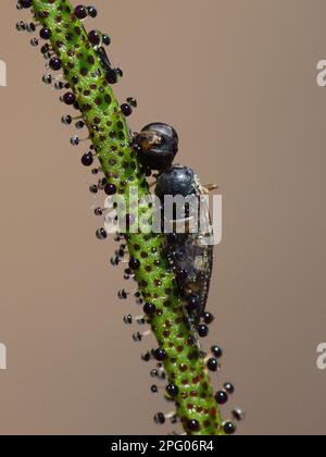 Portugiesischer Sonnentau (Drosophyllum lusitanicum), fleischfressende Pflanzen, Familie Sundew, portugiesischer Sonnentau Nahaufnahme des Blatts mit eingeklemmtem Insekt, Drüse Stockfoto