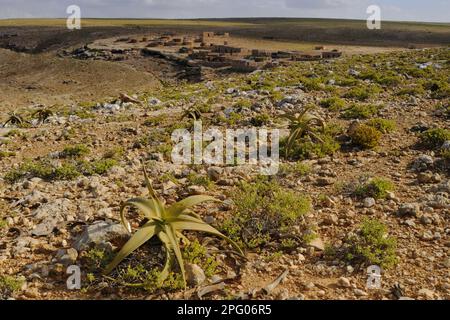 Perrys Aloe (Aloe perryi) wächst in einem felsigen Wüstenlebensraum, Socotra, Jemen Stockfoto