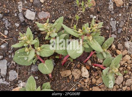 Davis' Knotweed (Polygonum davisiae) blüht kurz nach dem Schneeschmelzen auf dem Berg auf 7000 m Höhe. Crater Lake N. P. Oregon (U.) S.A. Stockfoto