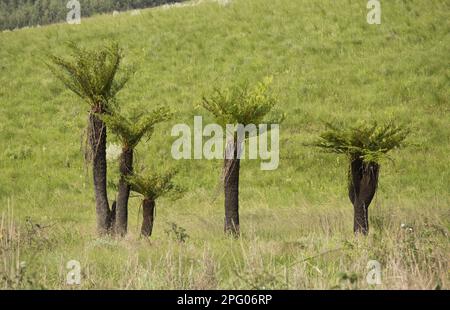 Common Tree Fern (Cyathea dregei) Gewohnheit, Südafrika Stockfoto