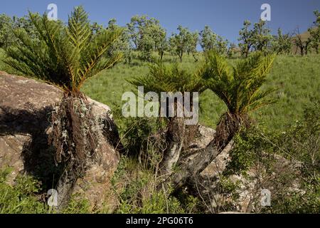 Common Tree Fern (Cyathea dregei) habit, Royal Natal N. P. Drakensberg Mountains, KwaZulu-Natal, Südafrika Stockfoto