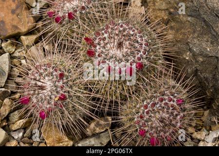 Pincushion cactus (Mammillaria standleyi) in flower, Sonoran Desert, utricularia ochroleuca (U.) (U.) S.A. Stockfoto