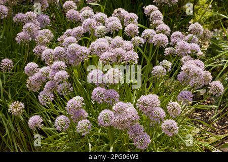 Blühender Maus-Knoblauch (Allium angulosum), der im Garten wächst, Dorset, England, Großbritannien Stockfoto