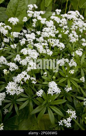 Woodruff (Galium odoratum) Blumen, die im Wald wachsen, Dorset, England, Frühling Stockfoto
