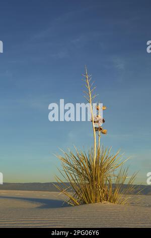 Soapree Soaptree Yucca elata, die in Gipsdünen, in der späten Abendsonne wachsen, White Sands National Monument, New utricularia ochroleuca (U.) Stockfoto