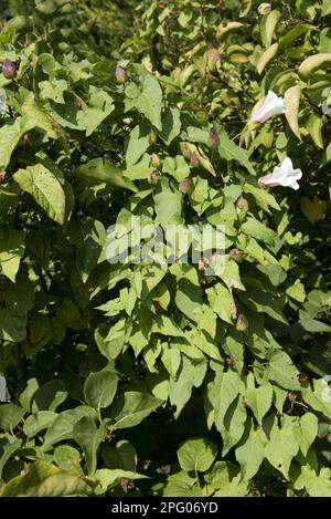 Hecken-Bindweed, in der Spätsaison Pflanze, die Flieder mit größerem Bindweed (Calystegia sepium) bedeckt, und Samenschoten, Berkshire, England, Vereinigtes Königreich Stockfoto