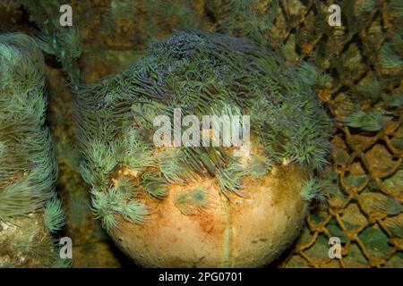 Opelet-Anemone, Wachsrosen, Seeanemone, Seeanemonen, andere Tiere, Znidarianer, Tiere, Snakelocks Anemone (Anemonia sulcata) Stockfoto