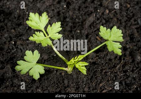 Junge Petersilie-Pflanze (Aethusa cynapium), jährliche Ackerpflanze und Gartenkraut Stockfoto