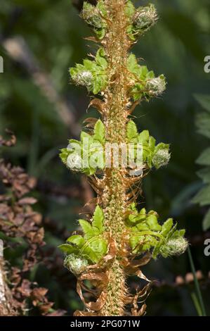 Doppelblatt einer männlichen Farnpflanze (Dryopteris filix-Mas), die sich im Frühjahr entfaltet Stockfoto