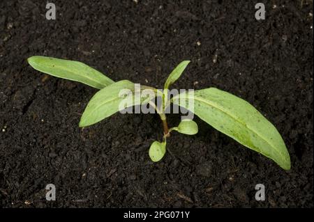 Junge Rothaarige, Polygonum maculosa, ein jährliches Unkraut aus Ackerfeldern und Gärten Stockfoto