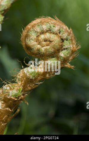 Frond an einer männlichen Farnpflanze (Dryopteris filix-Mas), die sich im Frühling entfaltet Stockfoto