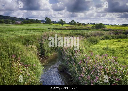 Blick auf den Fluss mit blühendem Himalaya-Balsam (Impatiens glandulifera) führte invasive Arten ein, River Laut, nahe Chipping, Wald von Bowland Stockfoto