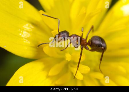 Southern Wood Ant (Formica rufa) erwachsener Arbeitnehmer, auf Blume der Lesser Celandine (Ranunculus ficaria), Shropshire, England, Vereinigtes Königreich Stockfoto