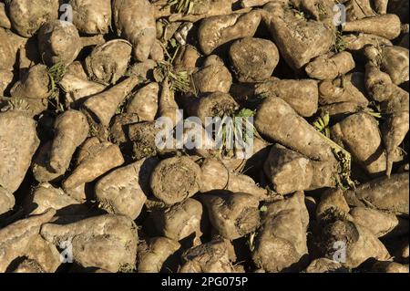 Ernte von Zuckerrüben (Beta vulgaris), geernteter Wurzelhaufen, Norfolk, England, Vereinigtes Königreich Stockfoto