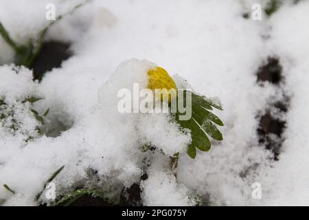 Winter Aconite blüht durch Schnee, am Straßenrand Stockfoto