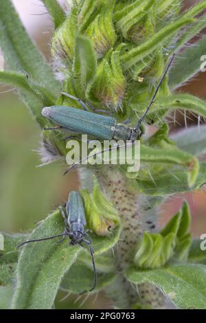 Longhorn Beetle (Opsilia coerulescens) zwei Erwachsene, auf Viper's Bugloss (Echium vulgare) Larvenfutter, Causse de Gramat, Massif Central, Lot Stockfoto