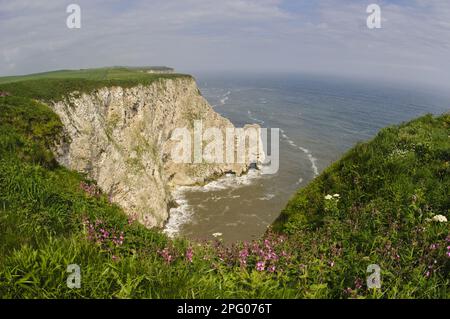 Nördliche Gannet-Kolonie (Morus bassanus), nistet auf Klippen über dem Meeresbogen, mit rotem Campion (Silene dioica) blüht im Vordergrund, Staple Newk Stockfoto