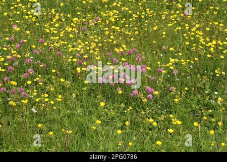 Rotklee (Trifolium pratense) und Meadow Buttercup (Ranunculus acris) Blwering, Swaledale, Yorkshire Dales, North Yorkshire, England, Vereint Stockfoto