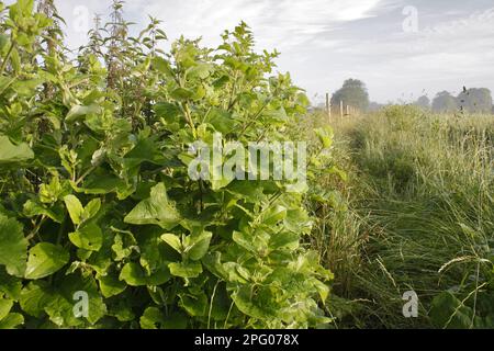 Little Burdock (Arctium minus) Blätter, die auf Ackerland angebaut werden, Bacton, Suffolk, England, Vereinigtes Königreich Stockfoto