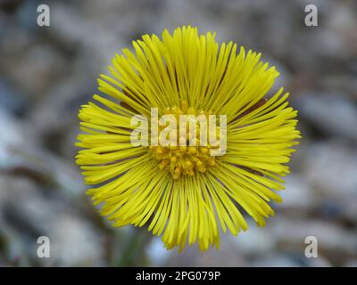 Coltsfoot (Tussilago farfarfara) Nahaufnahme der Blume, Cannobina Valley, Italienische Alpen, Italien Stockfoto