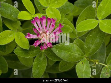 Zickzack-Klee (Trifolium Medium) Nahaufnahme von Blütenkopf und Blättern, auf Weide, Dorset, England, Vereinigtes Königreich Stockfoto