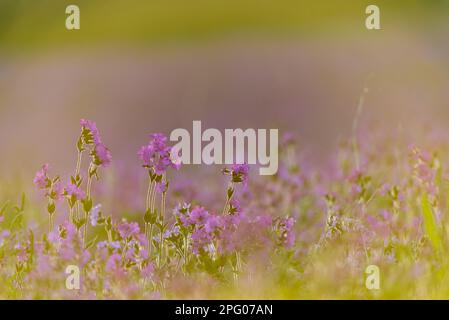 Roter campion (Silene dioica), Rote Nacht Rosa, Roter Wald Rosa, Tag Rosa, Lord's Prayer, Nelkenfamilie, rotes Campion, blühende Masse, wächst weiter Stockfoto