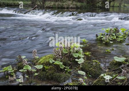 Butterbur (Petasites hybridus), Brombutterbur, Rotbutterbur (Asteraceae), Gemeine Butterblüte, wächst in flachem Wasser am Flussufer Stockfoto