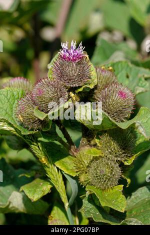 Lesser Burdock (Arctium minus) Flowering, Warren Hill, West Sussex, England, Vereinigtes Königreich Stockfoto