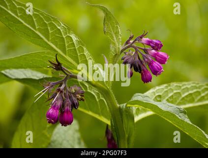 Gewöhnlicher Beinvogel (Symphytum officinale), Nahaufnahme Rumäniens, gemeine Beinvogel-Form, Nahaufnahme Rumäniens Stockfoto